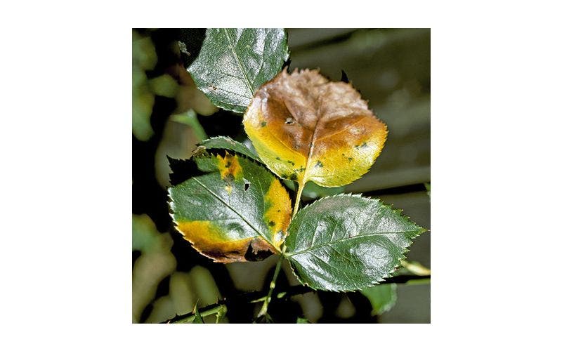 Plantenziekten