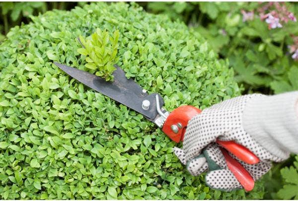 Buxus snoeien