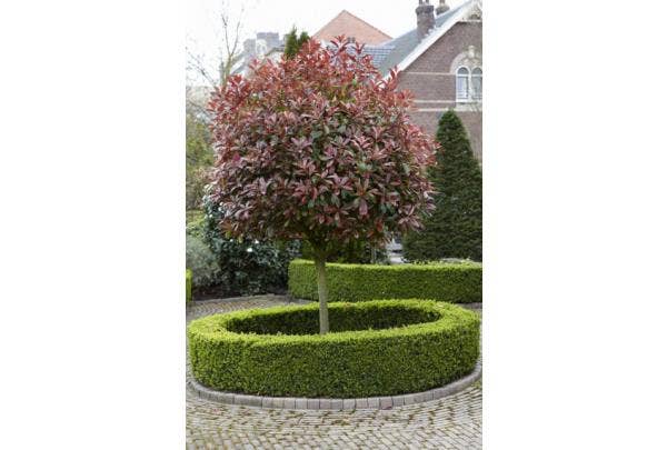 Groenblijvende bomen