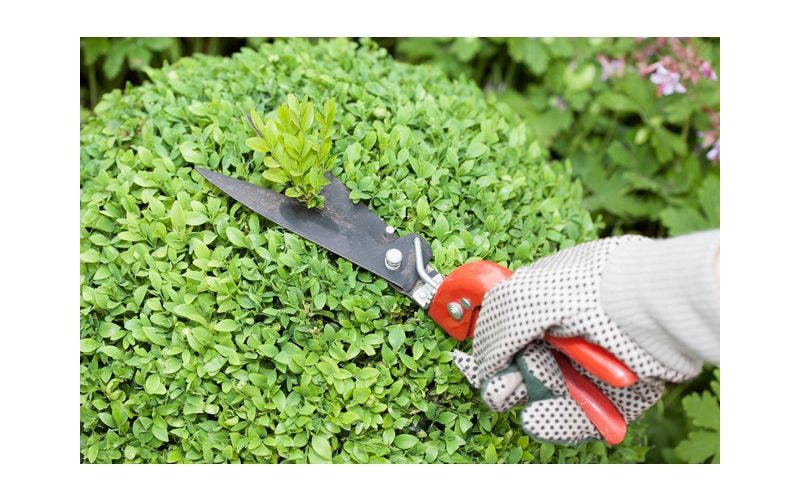Buxus snoeien