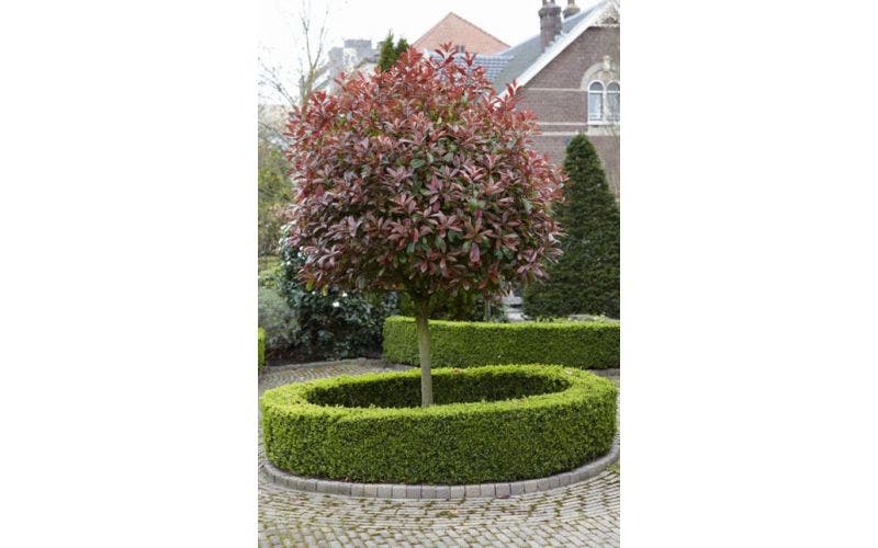 Groenblijvende bomen