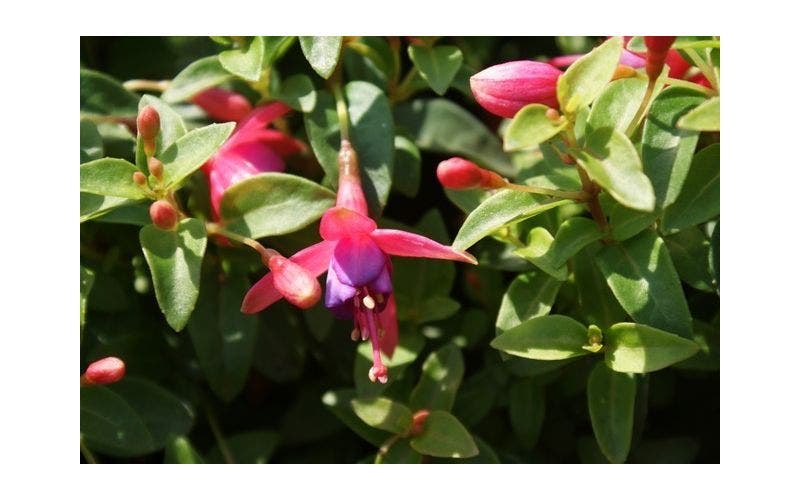Fuchsia verzorging