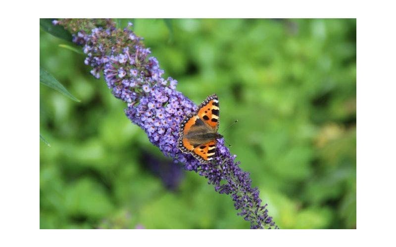 Vlinders in de tuin