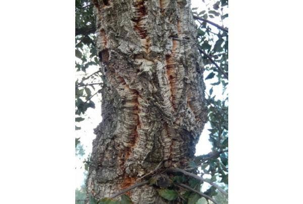 kurkeik Quercus suber