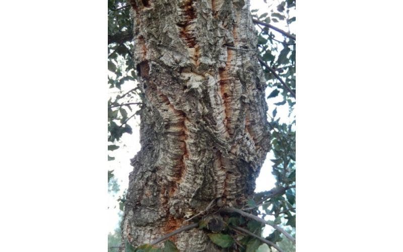 kurkeik Quercus suber