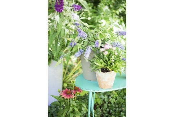 Vlinderstruik - Buddleja