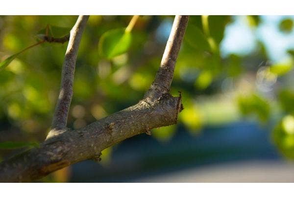 Dikke takken snoeien