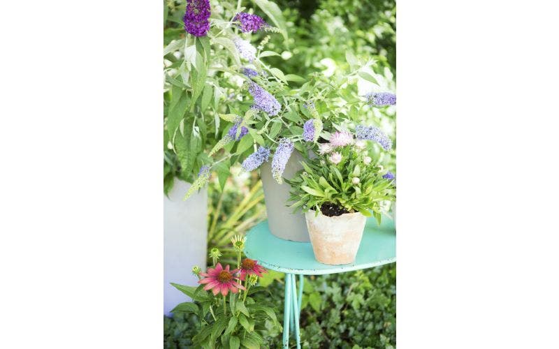 Vlinderstruik - Buddleja