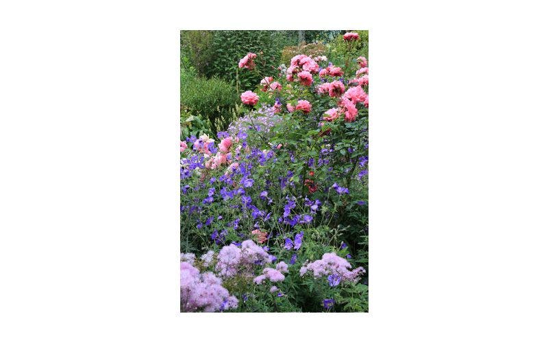 trosrozen planten