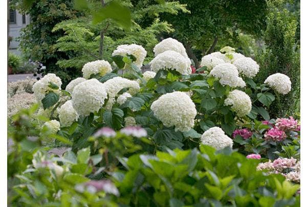 Bijzondere hortensia's