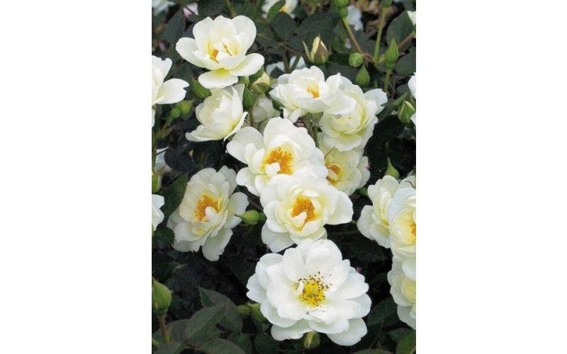 Witte roos