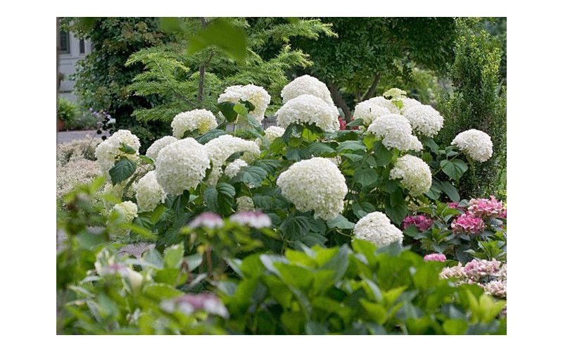 Bijzondere hortensia's