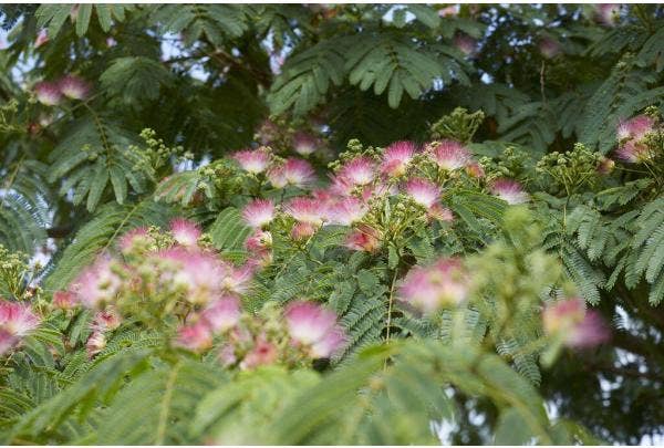 Exotische tuinplanten