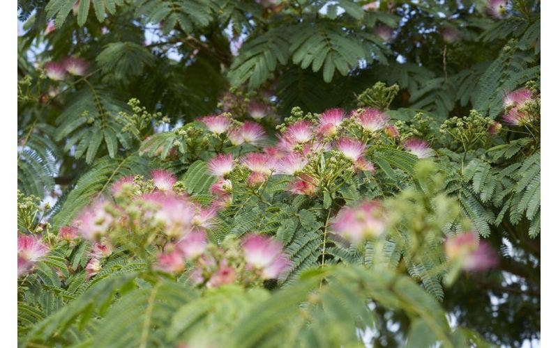 Exotische tuinplanten