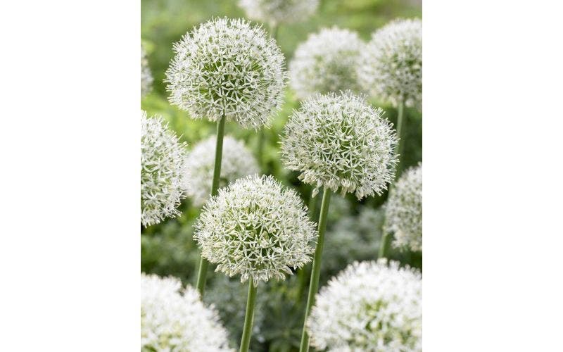 Het is tijd voor het planten van bloembollen