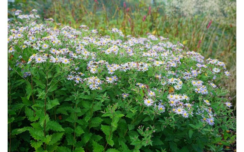 Aster september bloei