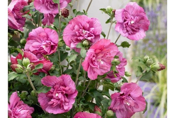Hibiscus