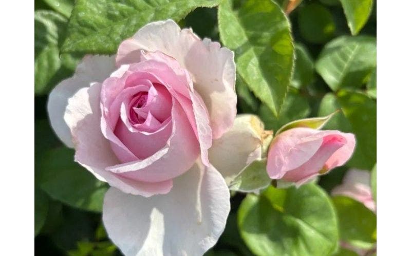 Nieuw: biologische rozen bij Directplant