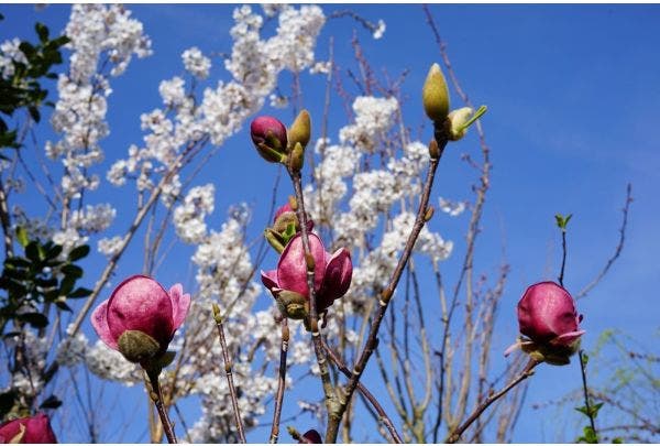 Win deze week een gratis boom!