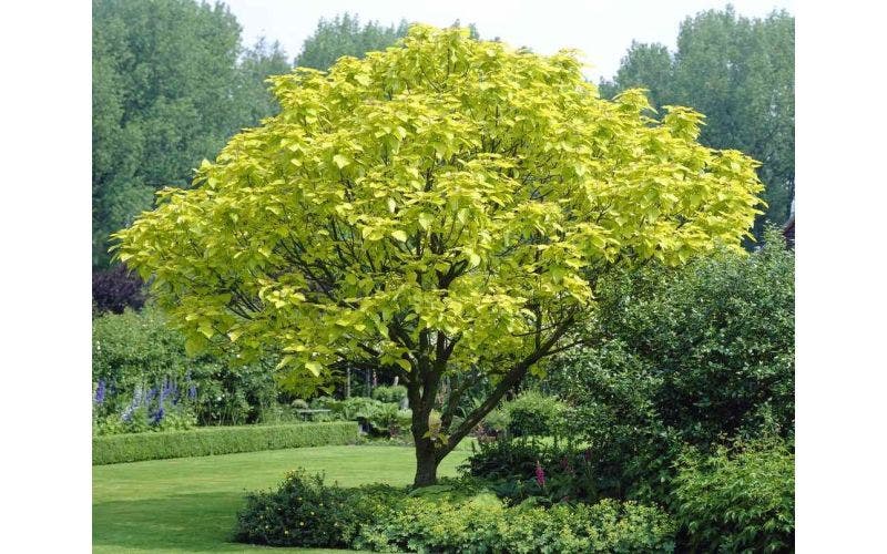 Bomen