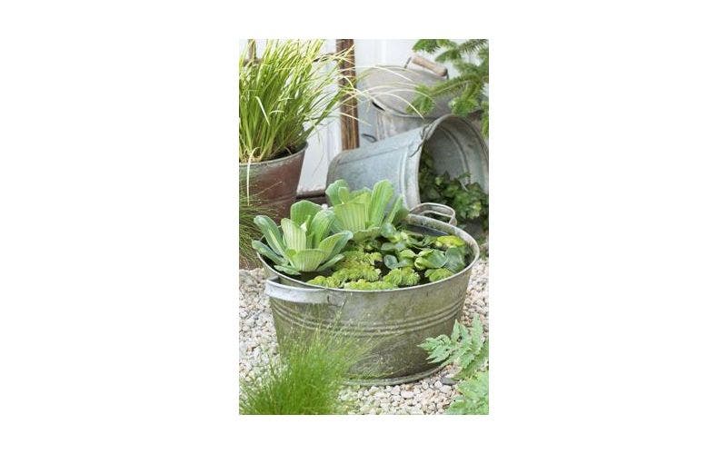 Drijfplanten