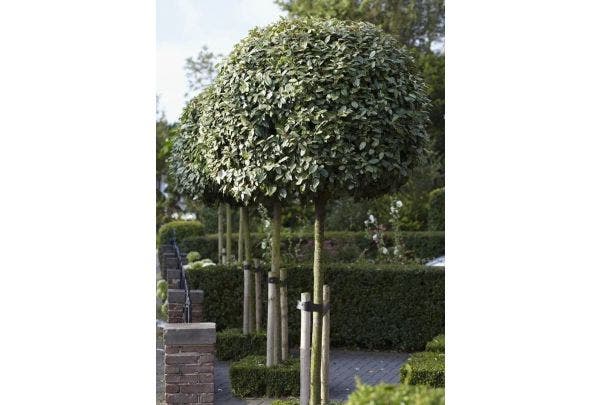 De best verkochte bomen van 2025