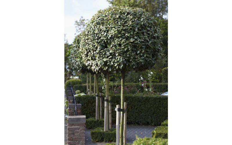 De best verkochte bomen van 2025