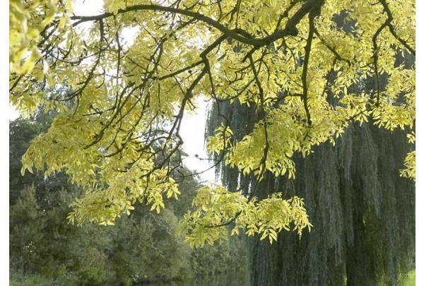 Inheemse bomen 