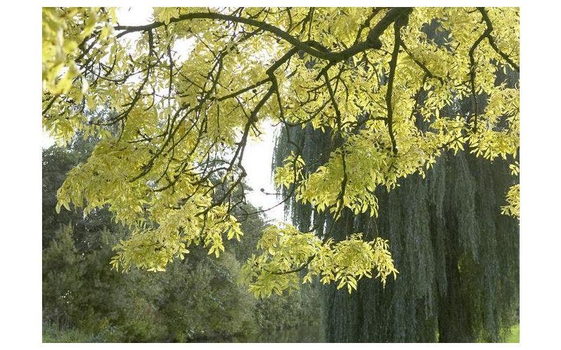 Inheemse bomen 