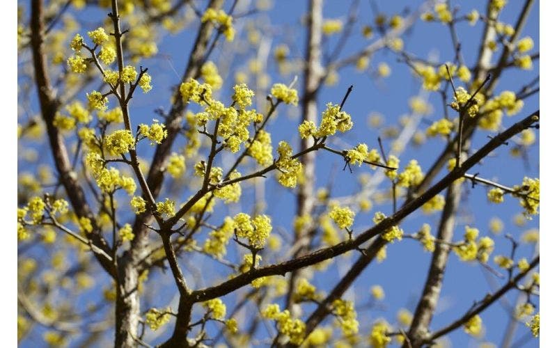 Struik februari - Cornus mas