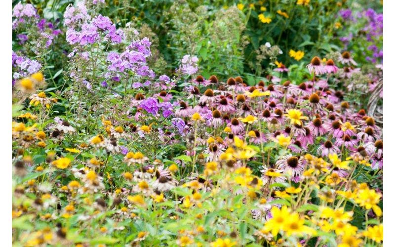 prairietuin