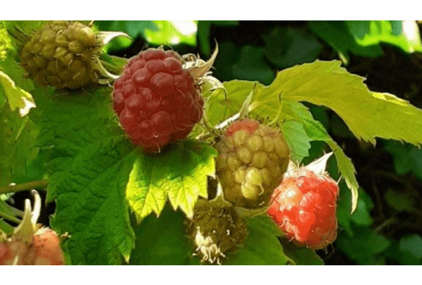 Fruit uit eigen tuin 