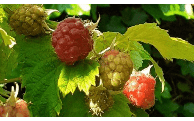 Fruit uit eigen tuin 