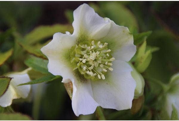 Groenblijvende planten