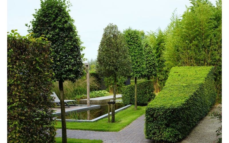 Privacy met planten