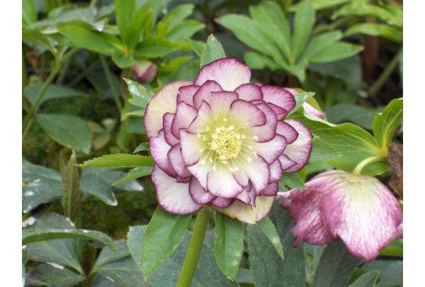 Helleborus