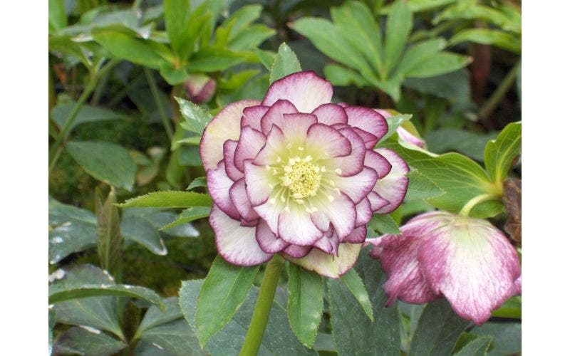 Helleborus