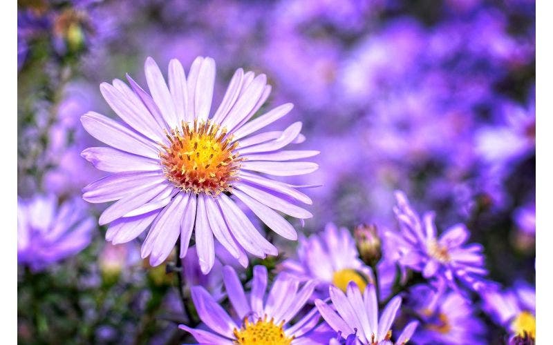Herfstaster, Aster
