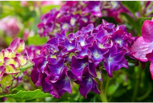 Hortensia snoeien - wanneer en hoe