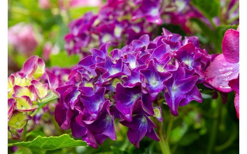 Hortensia snoeien - wanneer en hoe