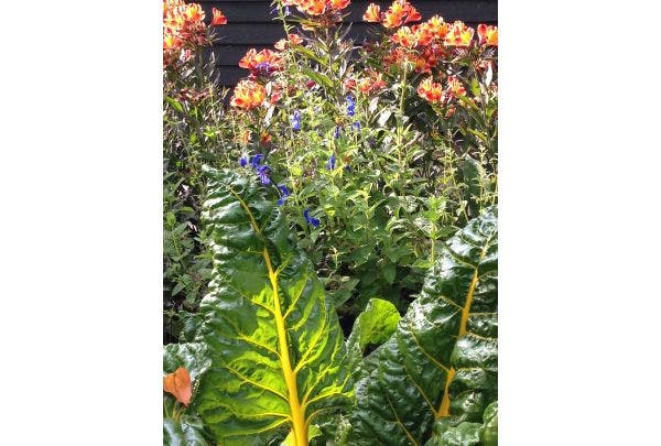 Eetbare planten in de border