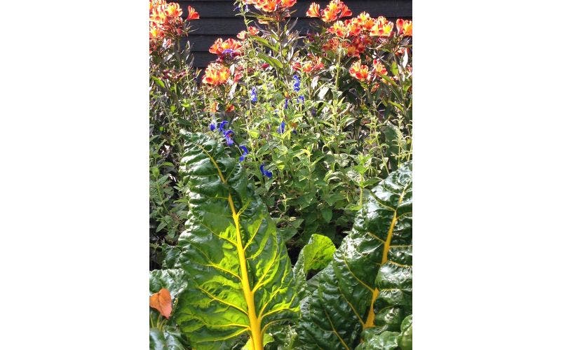 Eetbare planten in de border