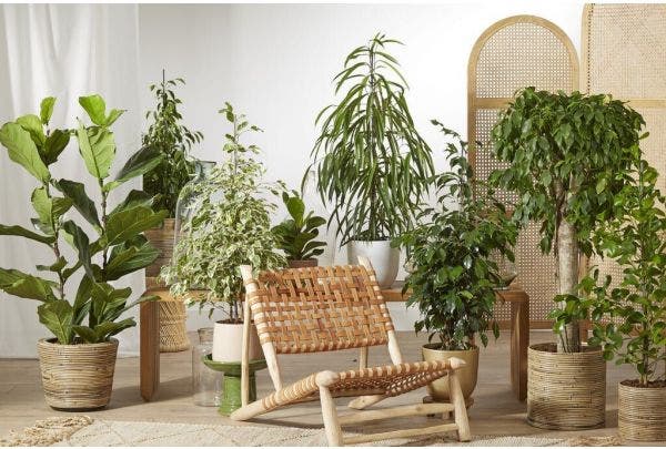 Kamerplanten kiezen 