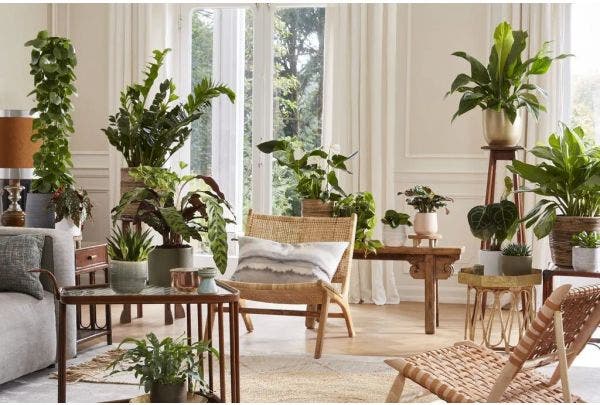 kamerplanten verzorgen