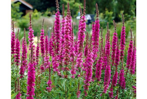 Onze eigen FB groep: Planten en Tuin