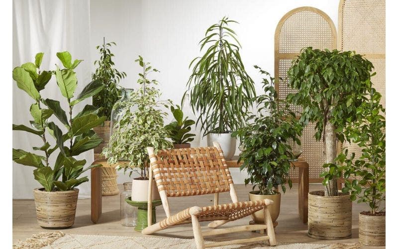 Kamerplanten kiezen 