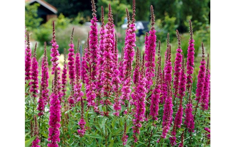 Onze eigen FB groep: Planten en Tuin