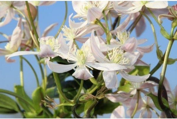 Groenblijvende Clematis armandii