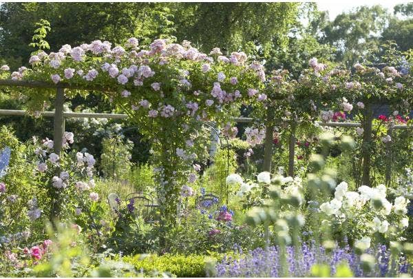 Eerste hulp bij plantproblemen