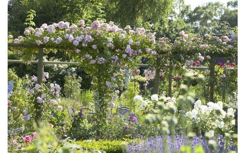 Eerste hulp bij plantproblemen
